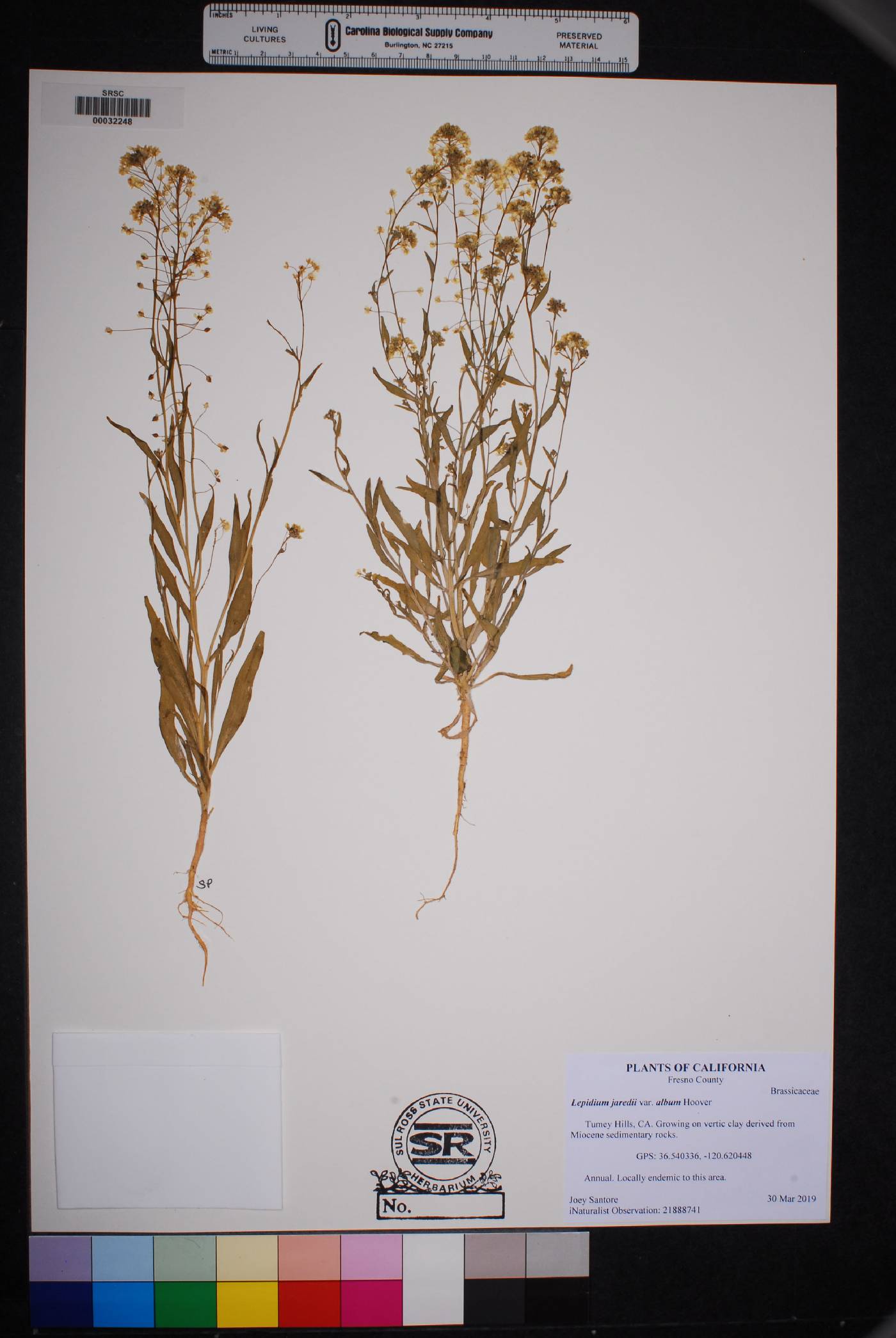 Lepidium jaredii subsp. album image