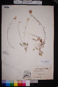 Physaria mcvaughiana image