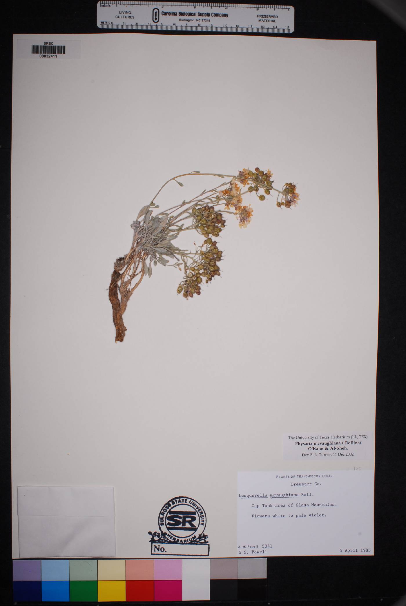 Physaria mcvaughiana image