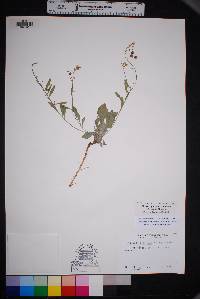 Physaria purpurea image