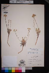 Physaria ovalifolia image