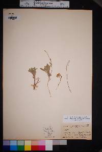 Physaria johnstonii image
