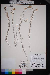 Physaria mexicana image