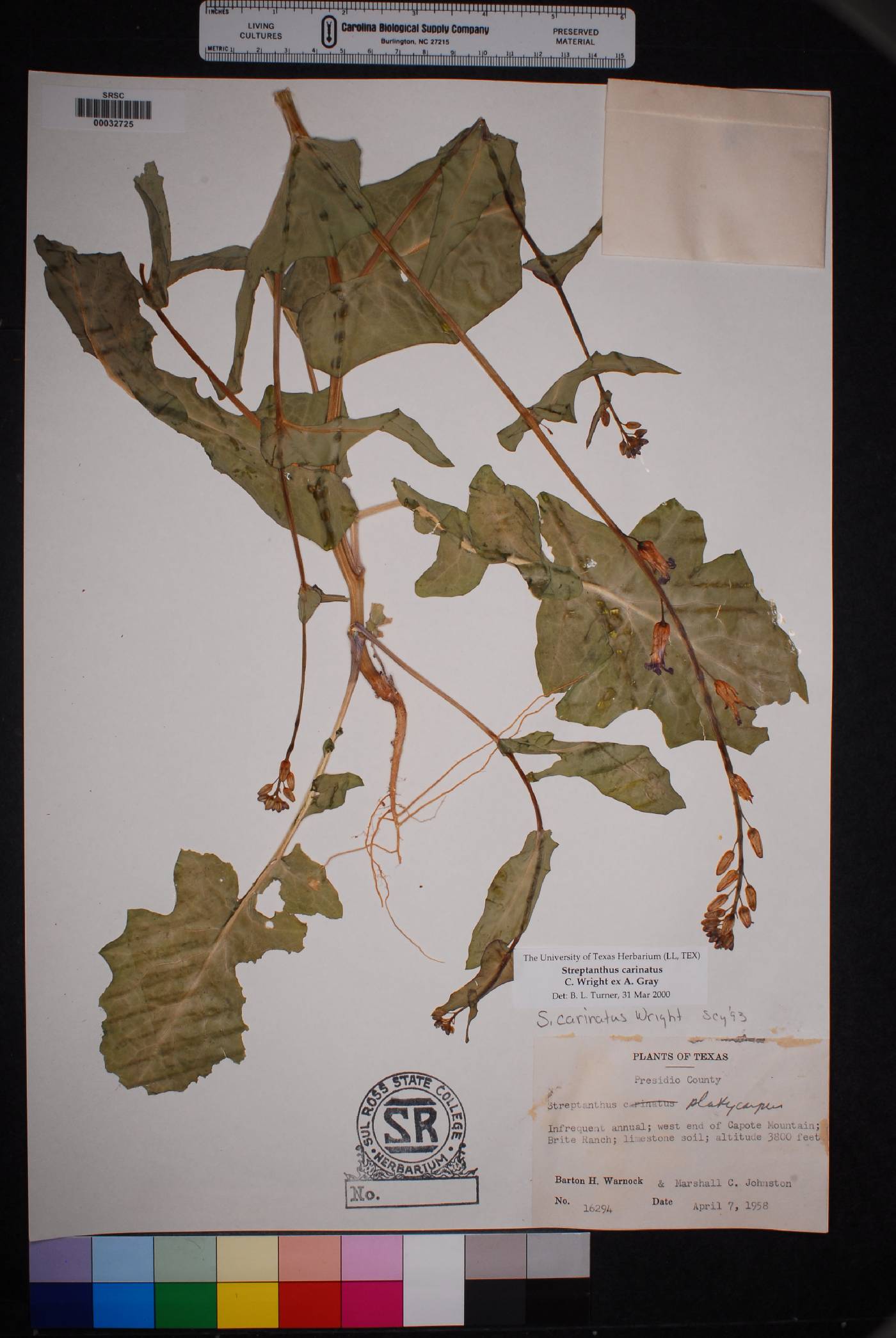 Streptanthus carinatus subsp. carinatus image