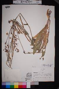 Streptanthus platycarpus image