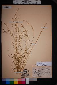 Thelypodium integrifolium image