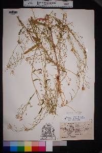 Thelypodium integrifolium image