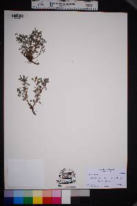 Oxalis frutescens image