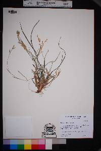 Bromus catharticus image