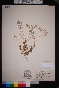 Draba platycarpa image