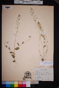 Draba platycarpa image