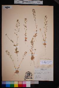 Draba platycarpa image