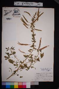 Polanisia dodecandra subsp. trachysperma image