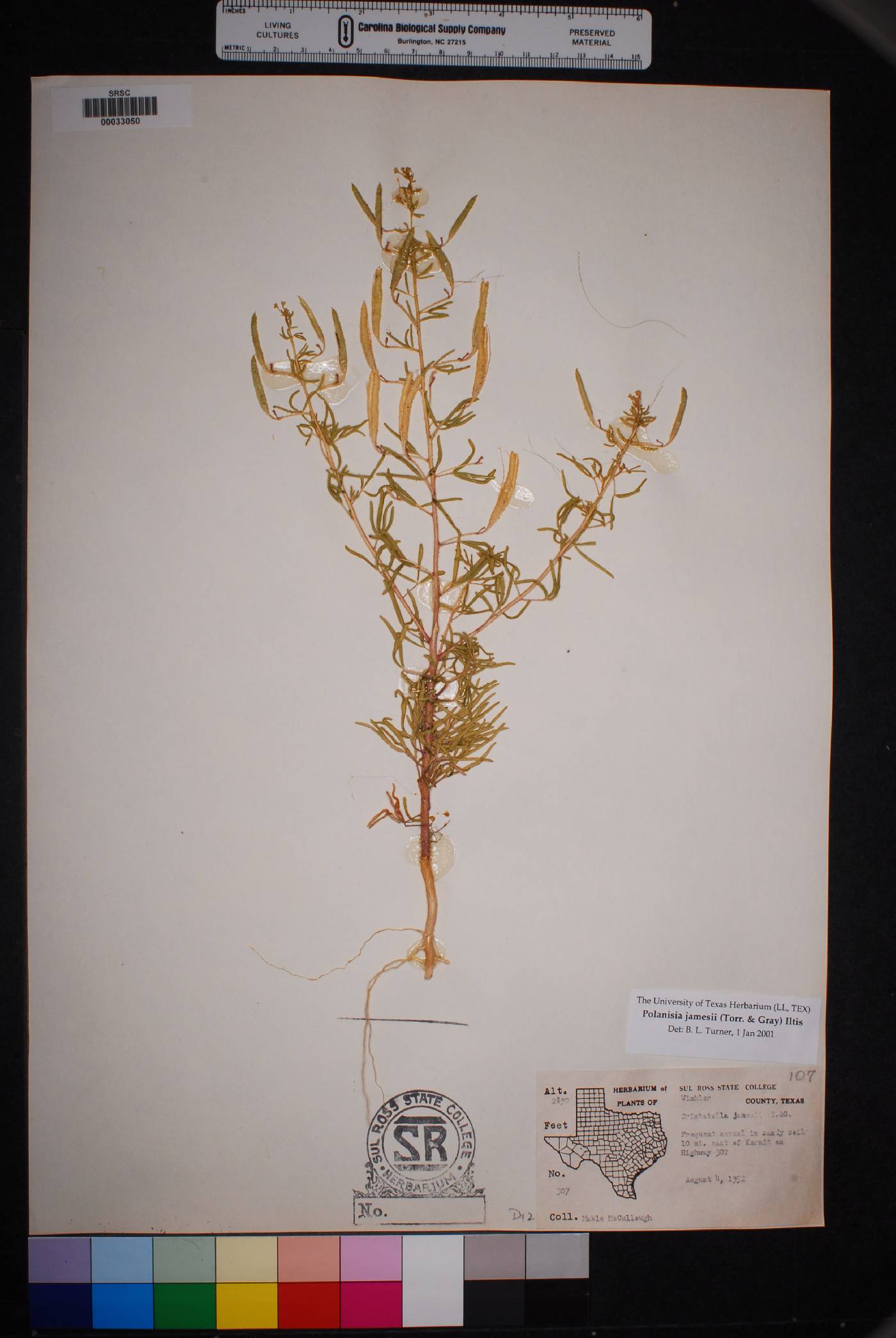 Polanisia jamesii image