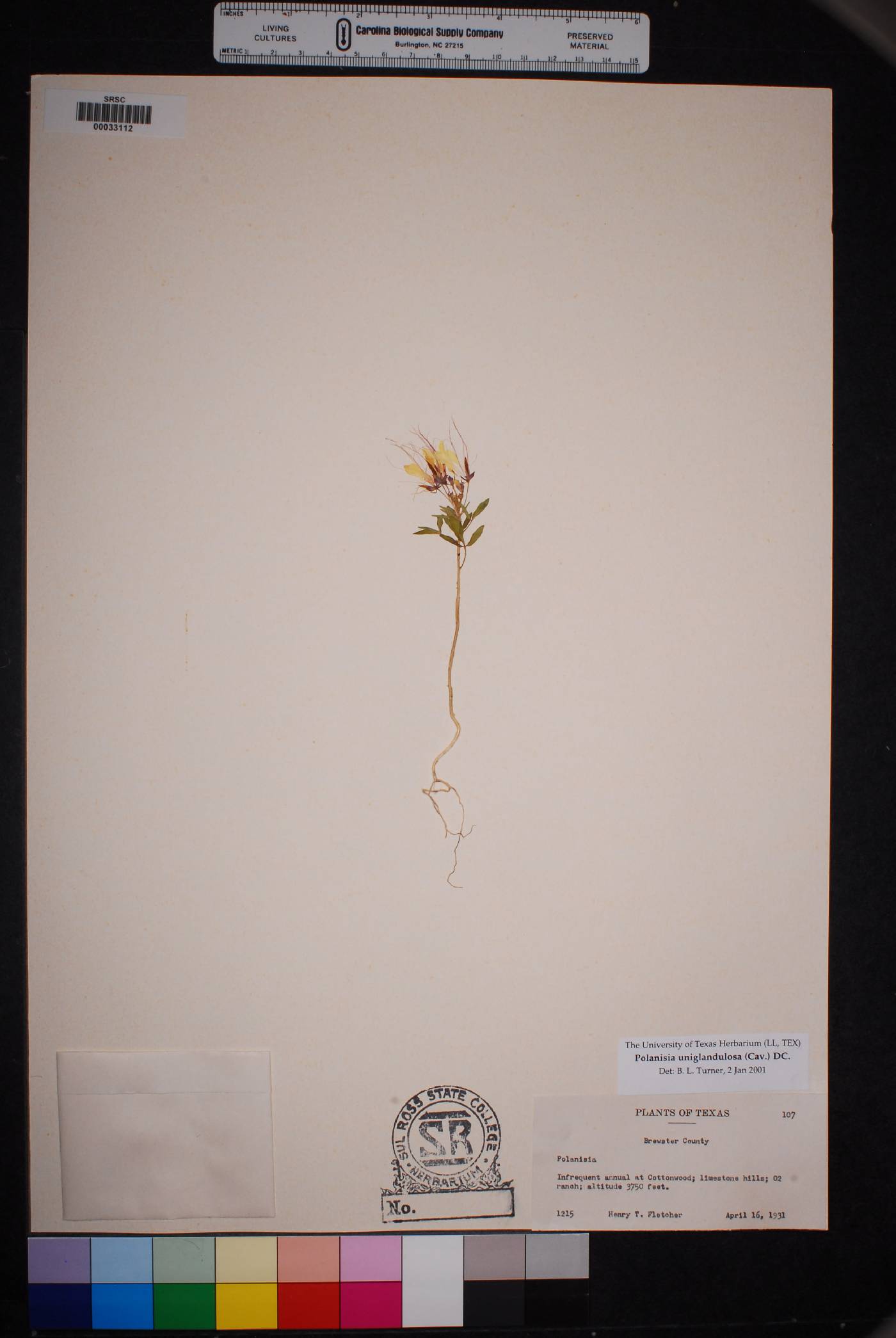 Polanisia uniglandulosa image