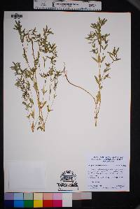 Chamaesyce hyssopifolia image