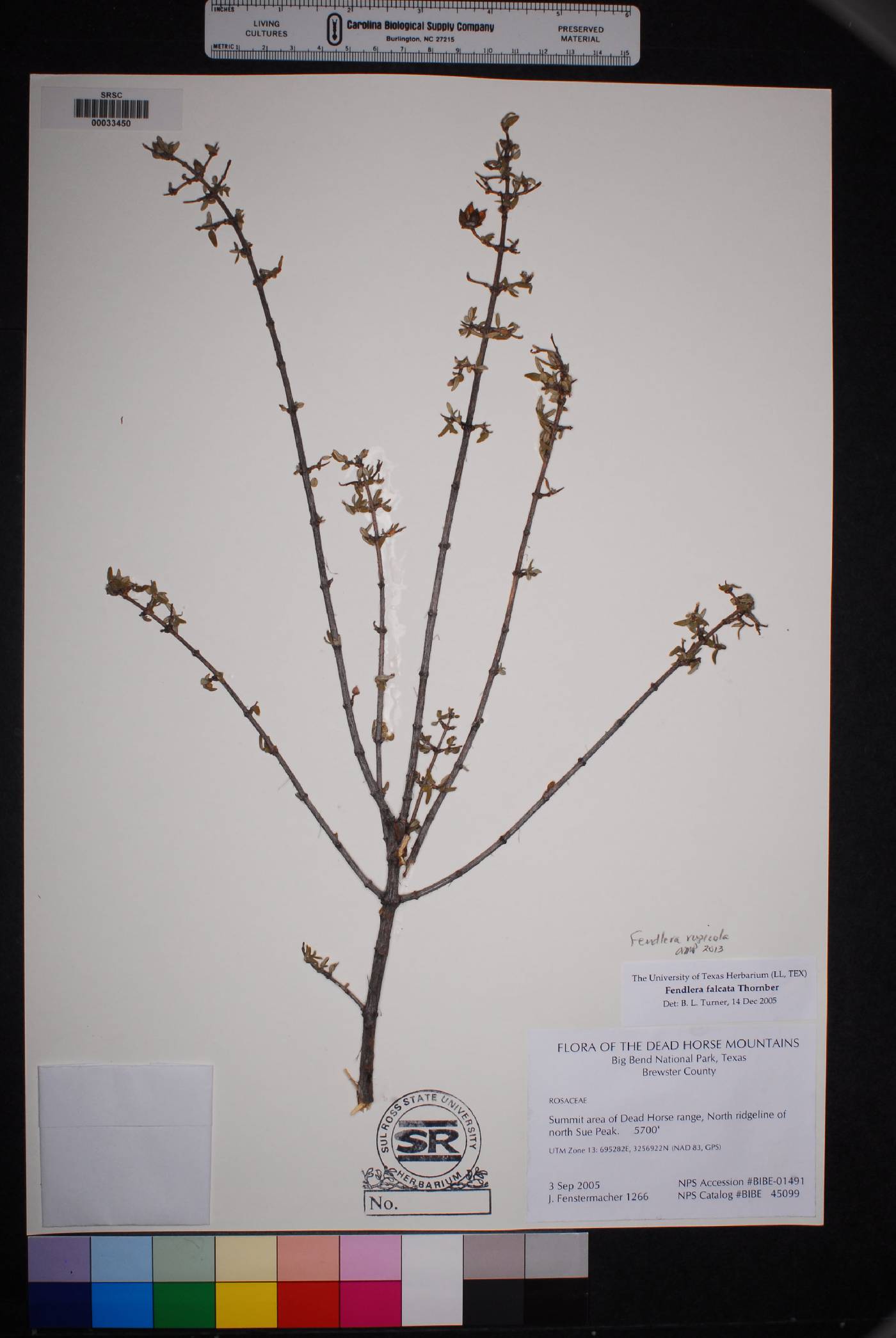 Fendlera rupicola var. rupicola image