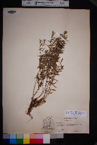 Fendlerella utahensis image