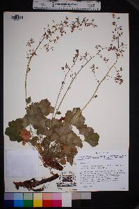 Heuchera rubescens image