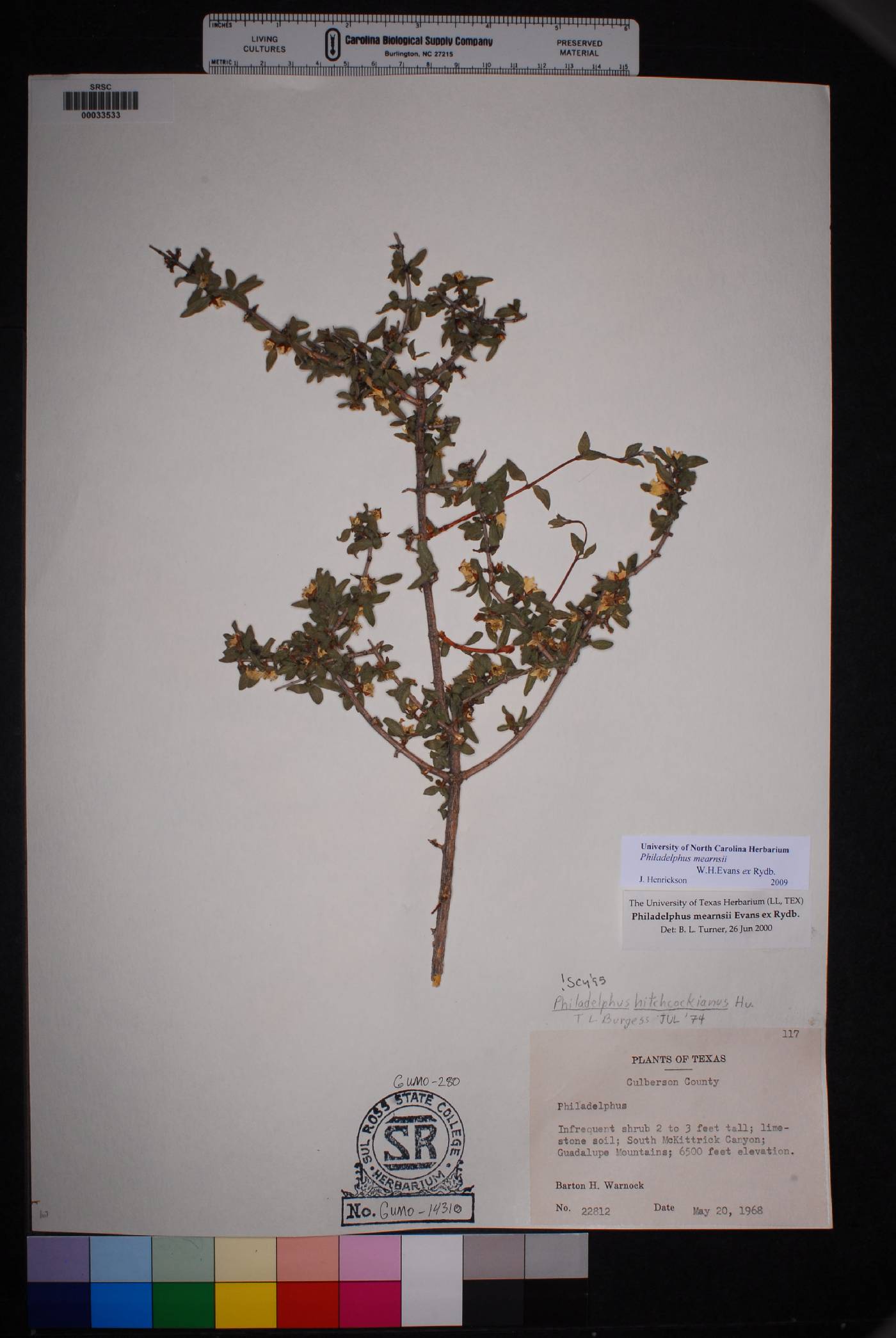 Philadelphus mearnsii image