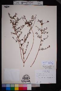 Philadelphus microphyllus var. microphyllus image