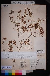 Philadelphus microphyllus image