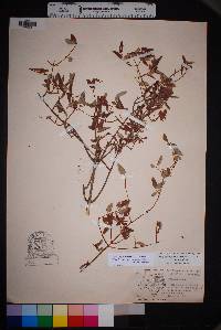 Philadelphus microphyllus image