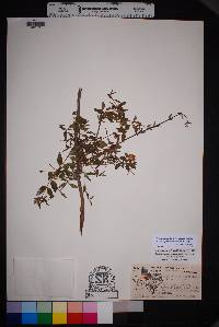 Philadelphus microphyllus var. microphyllus image