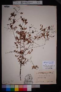 Philadelphus microphyllus image