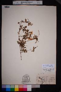 Philadelphus microphyllus image