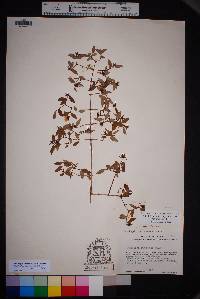 Philadelphus microphyllus var. microphyllus image