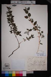 Philadelphus serpyllifolius image