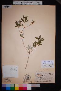 Philadelphus serpyllifolius image