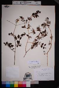 Philadelphus serpyllifolius image