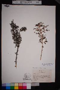 Philadelphus serpyllifolius image