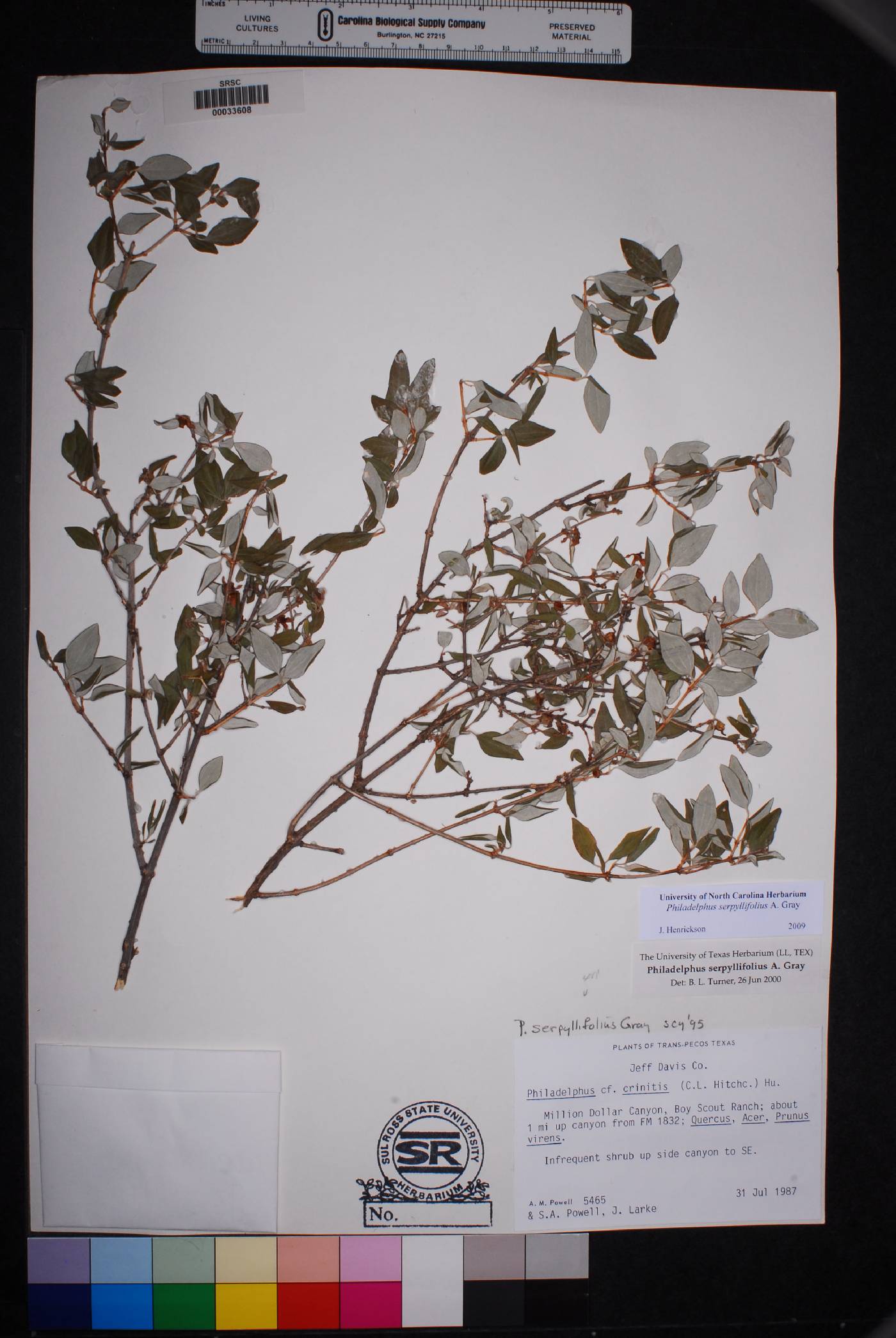 Philadelphus serpyllifolius image