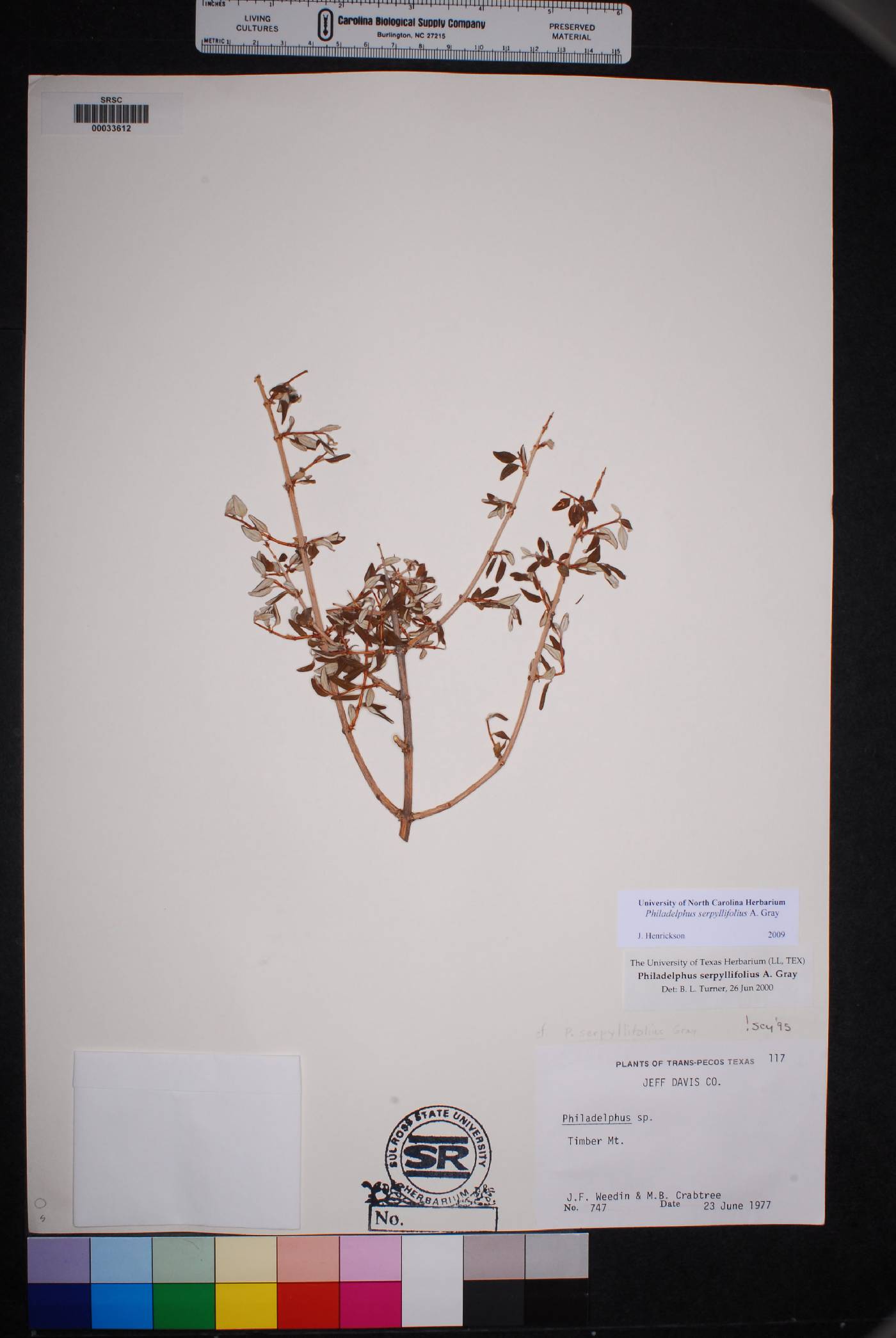 Philadelphus serpyllifolius image