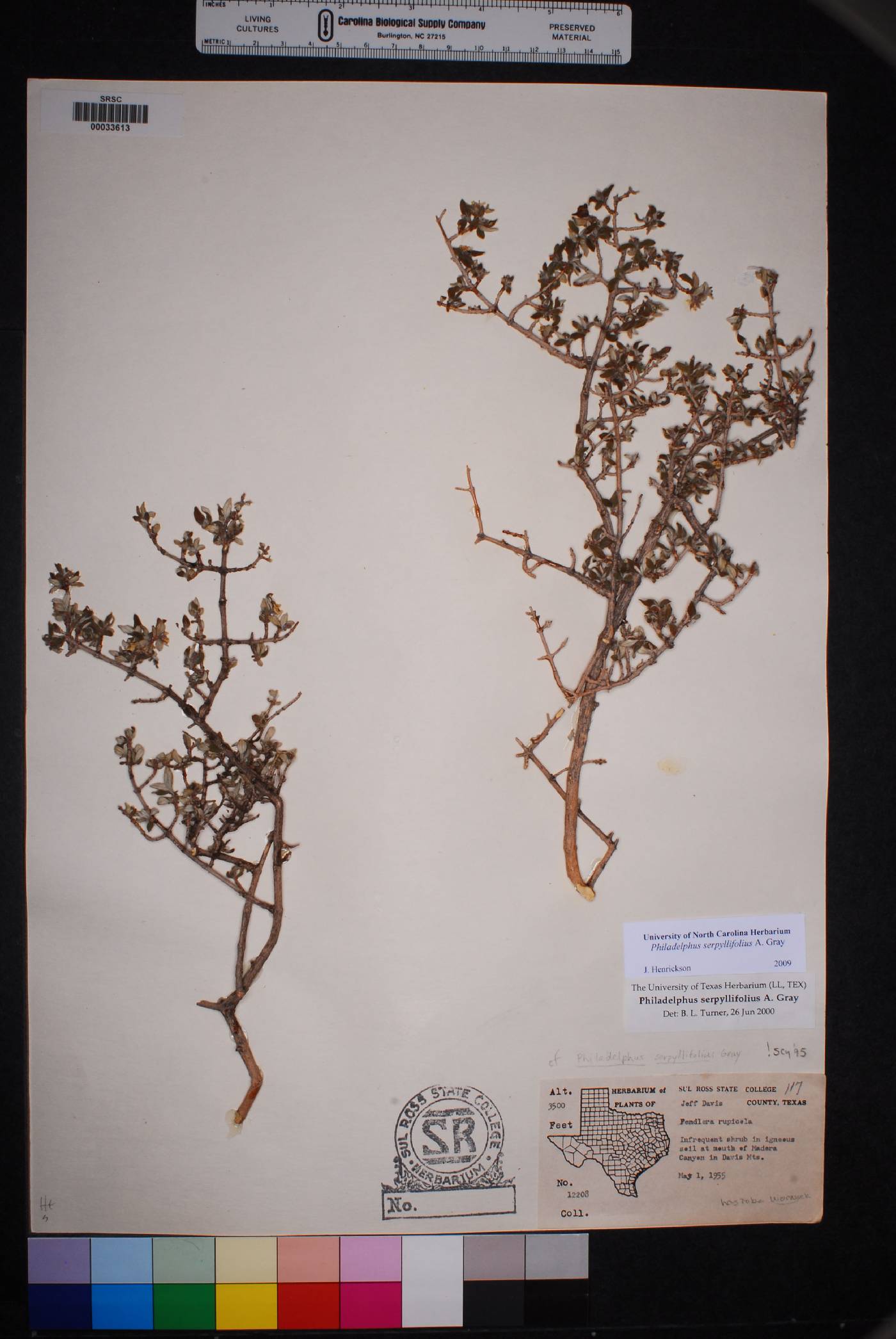 Philadelphus serpyllifolius image