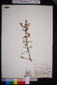 Philadelphus serpyllifolius image