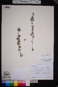 Philadelphus serpyllifolius image