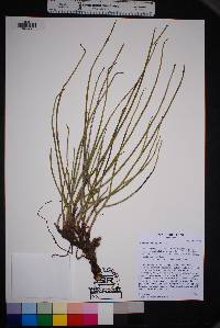 Euphorbia antisiphylitica image