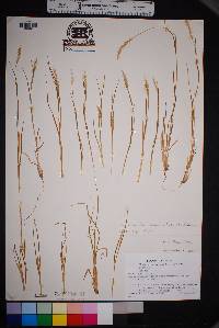 Setaria leucopila image