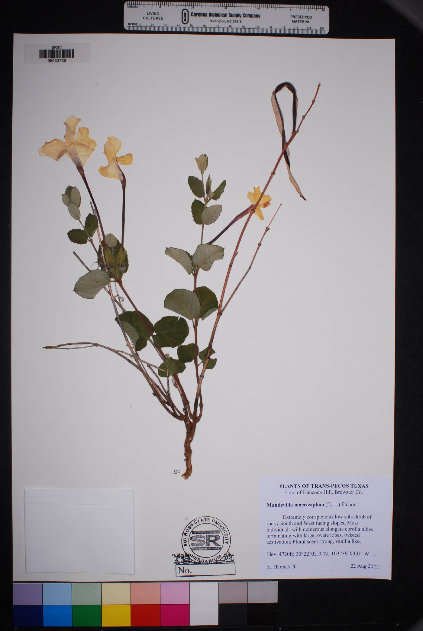 Mandevilla macrosiphon image