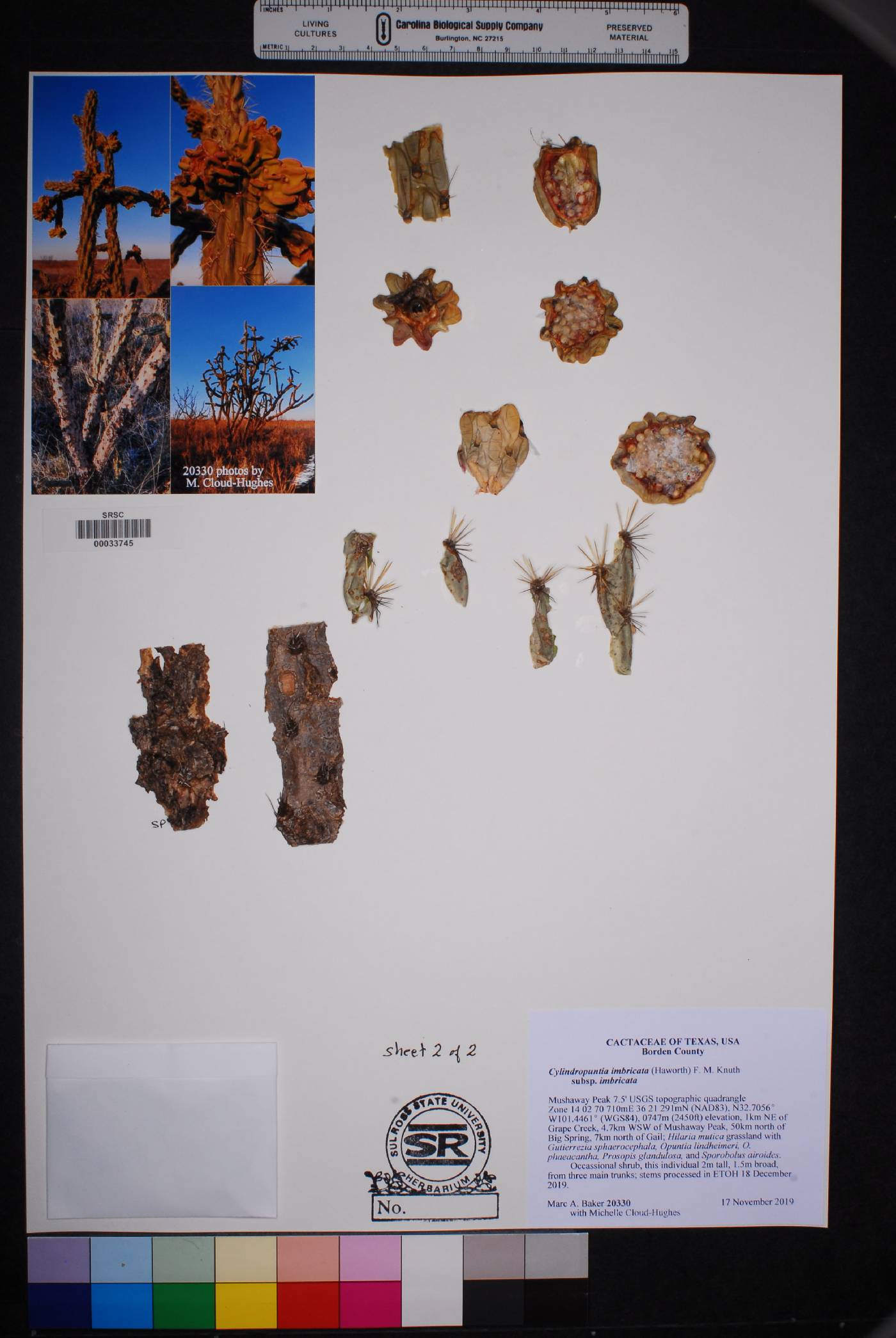 Cylindropuntia imbricata subsp. imbricata image