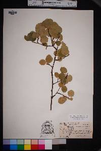 Amelanchier utahensis image