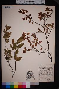 Amelanchier bartramiana image