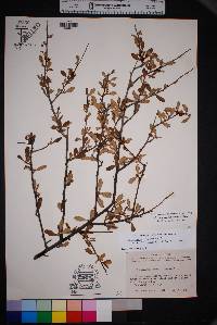 Cercocarpus breviflorus image