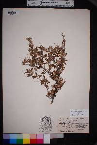 Cercocarpus breviflorus image