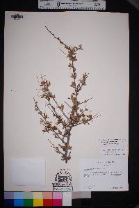 Cercocarpus breviflorus image