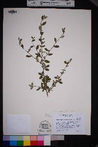 Cercocarpus breviflorus image